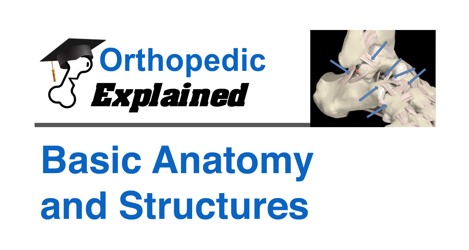 Basic anatomy and structures