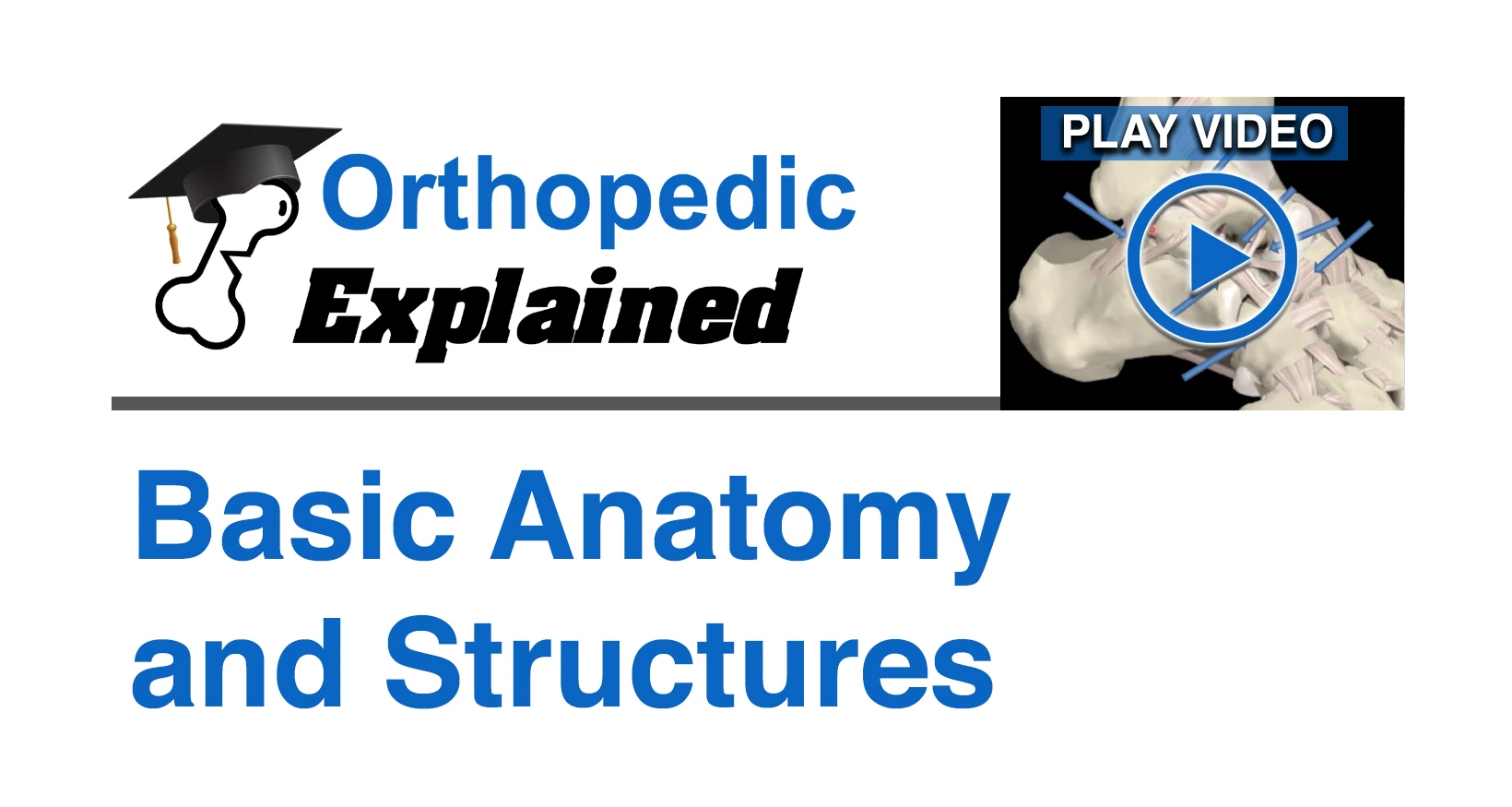 Basic Anatomy and Structures