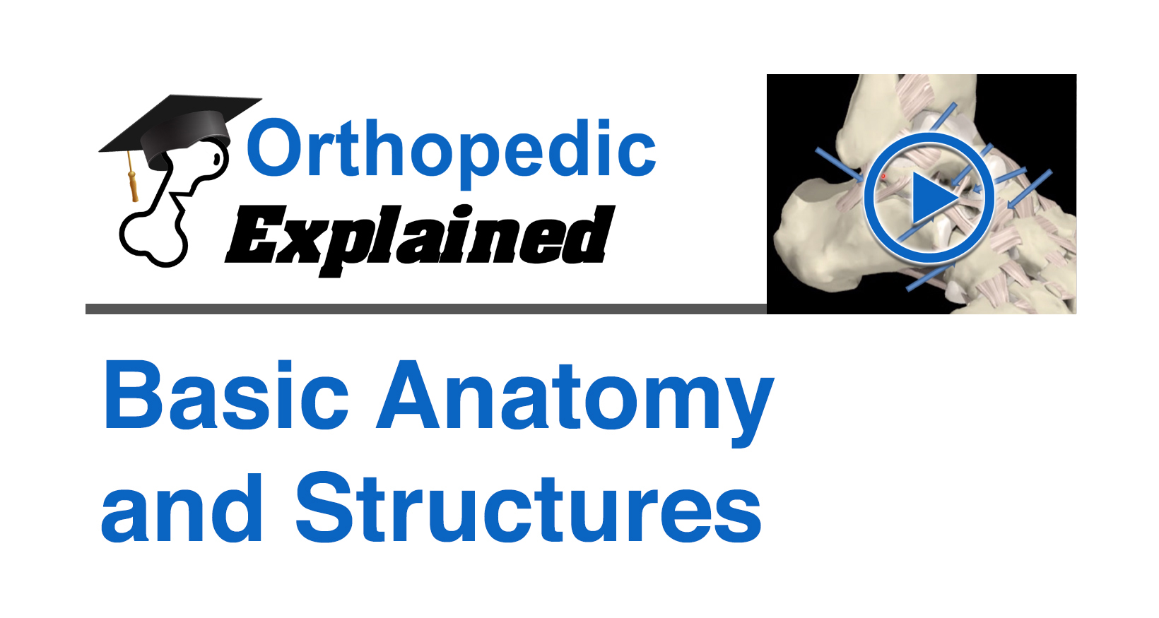 Basic anatomy and structures